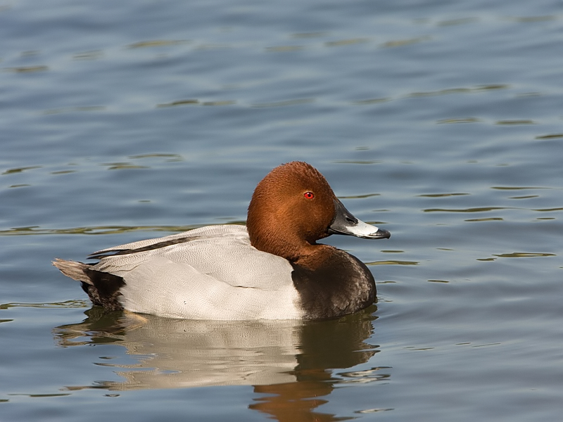 Aythya ferina Tafeleend Common Pochard